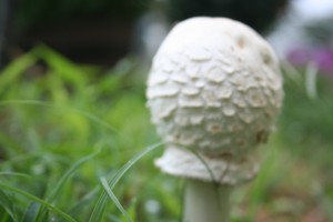 Golf Ball Mushroom ~ LifeOfJoy.me