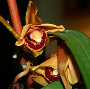 Orchid Blossom ~ LifeOfJoy.me