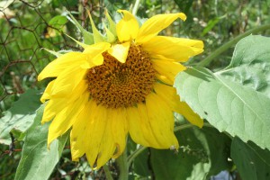 sunflower ~ Lifeofjoy.me
