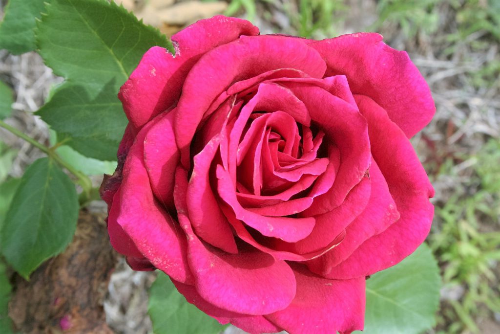 Beautiful Rose ~ Lifeofjoy.me