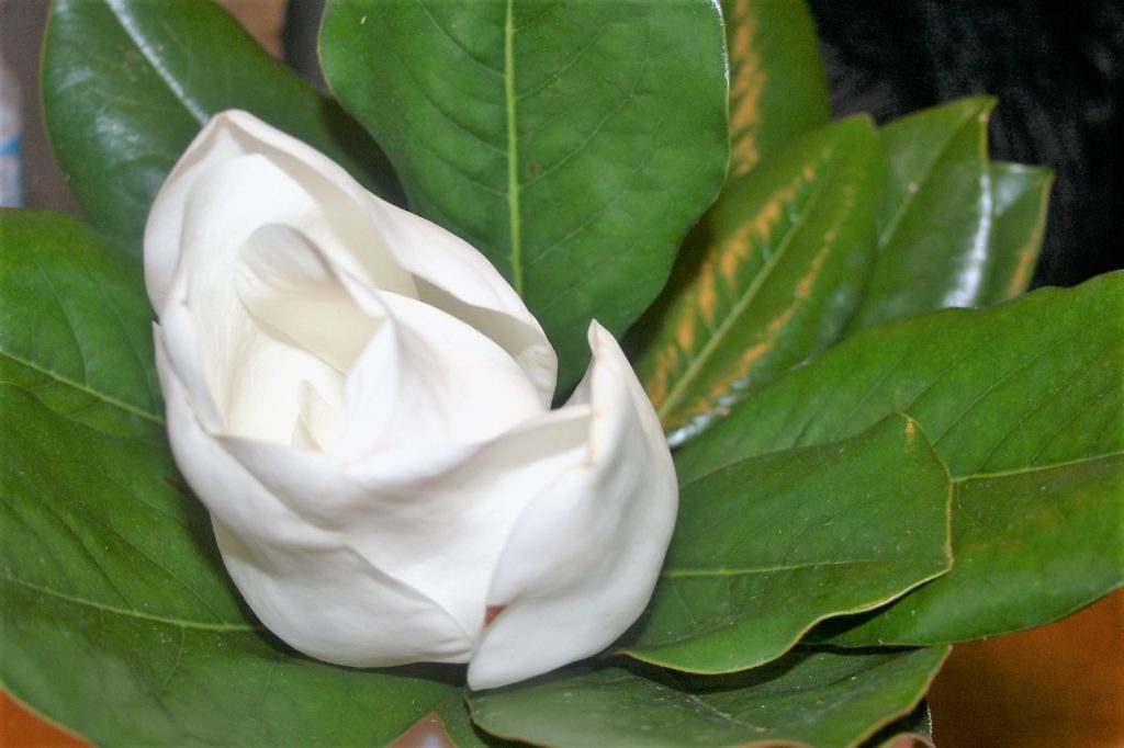 Sweet Magnolia Blossoms ~ Lifeofjoy.me