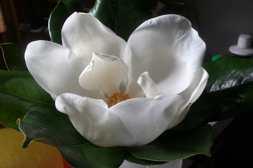 Sweet Magnolia Blossoms ~ Lifeofjoy.me