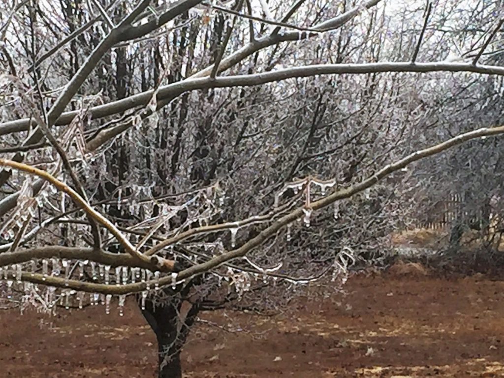 Iced Branches ~ Lifeofjoy.me