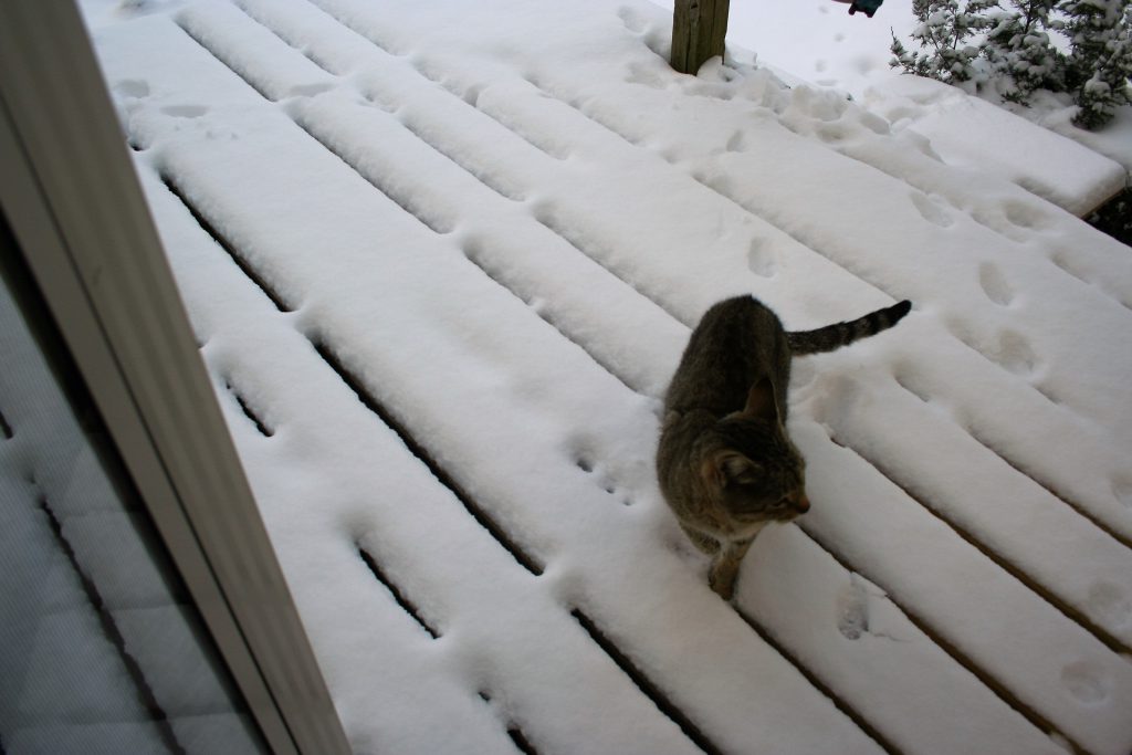 Sandy on the porch in the snow ~ Lifeofjoy.me