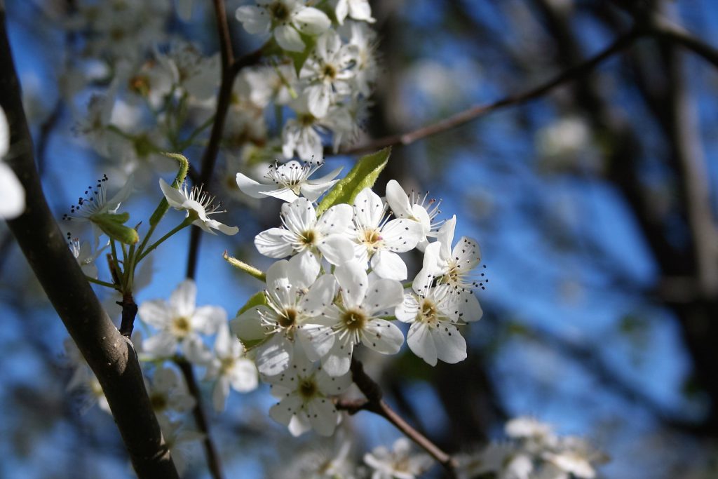 Bradford Pear Tree Blossoms ~ Lifeofjoy.me