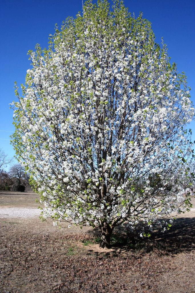 Full Bradford Pear Tree in Bloom ~ Lifeofjoy.me