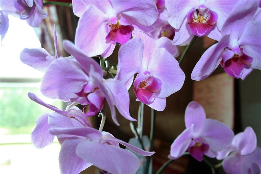 Orchids ~ Lifeofjoy.me