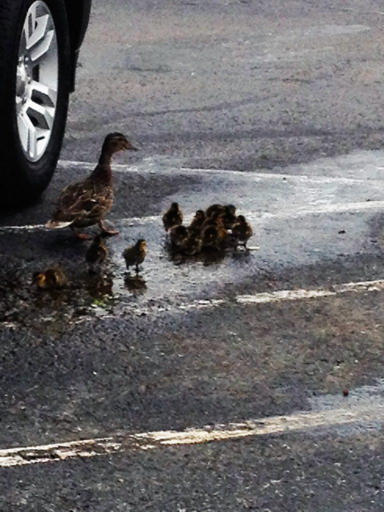 Ducks at the Library ~ Lifeofjoy.me