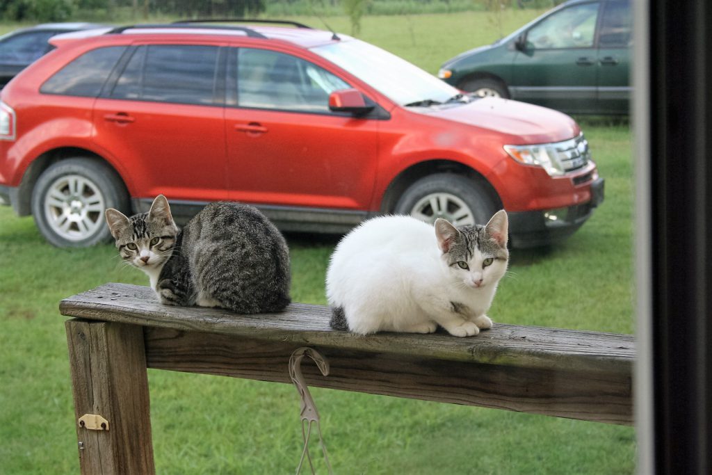 Kittens on a Rail ~ Lifeofjoy.me