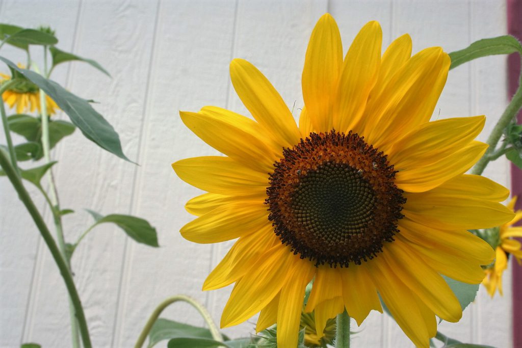 Sunflowers ~ Lifeofjoy.me
