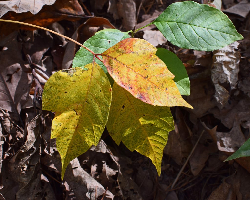Poison Ivy Fall Colors ~ Lifeofjoy.me