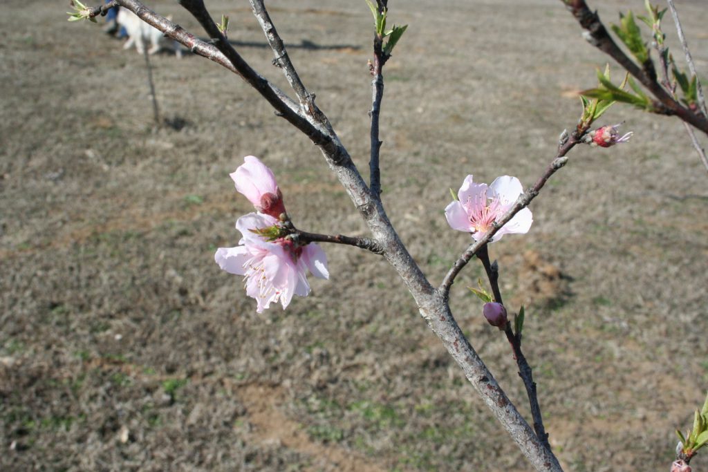 Peach blossoms ~ Lifeofjoy.me