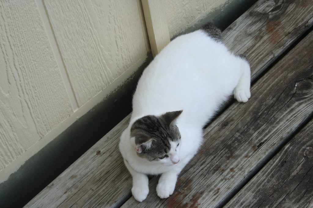 Tailless Cat ~ Lifeofjoy.me