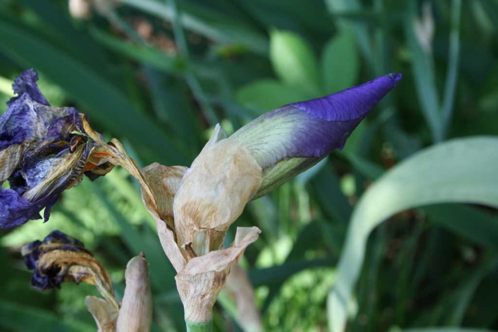 Purple Iris Bud ~ Lifeofjoy.me