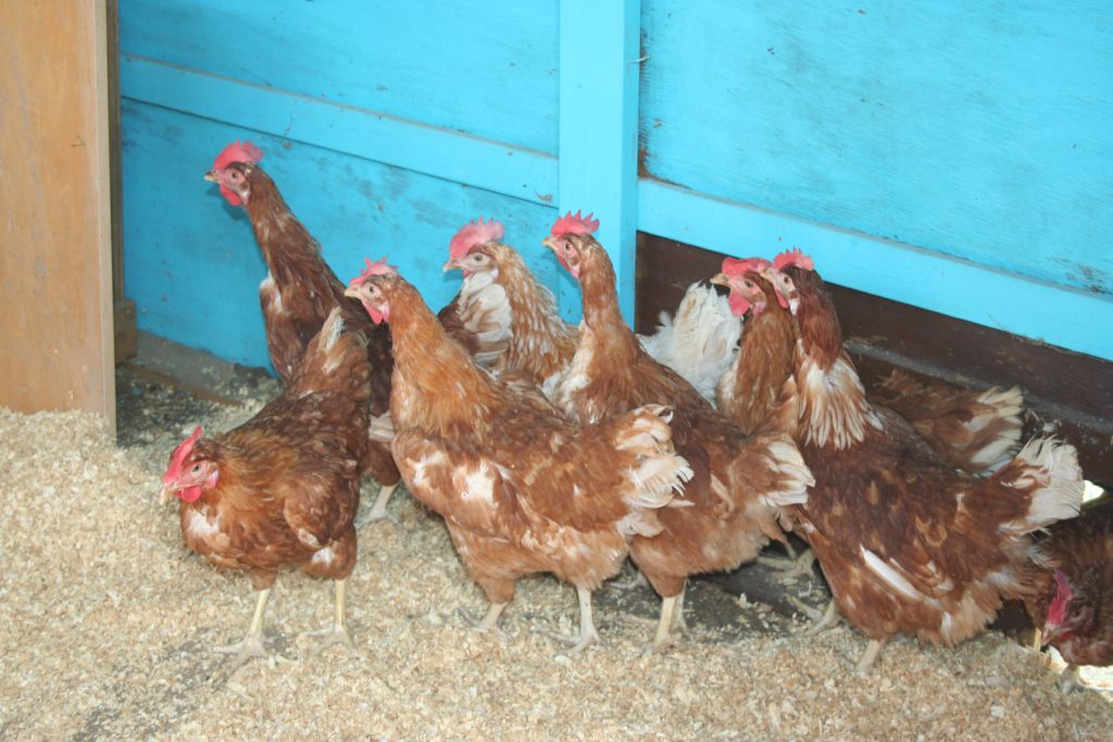 8 hens ~ Lifeofjoy.me