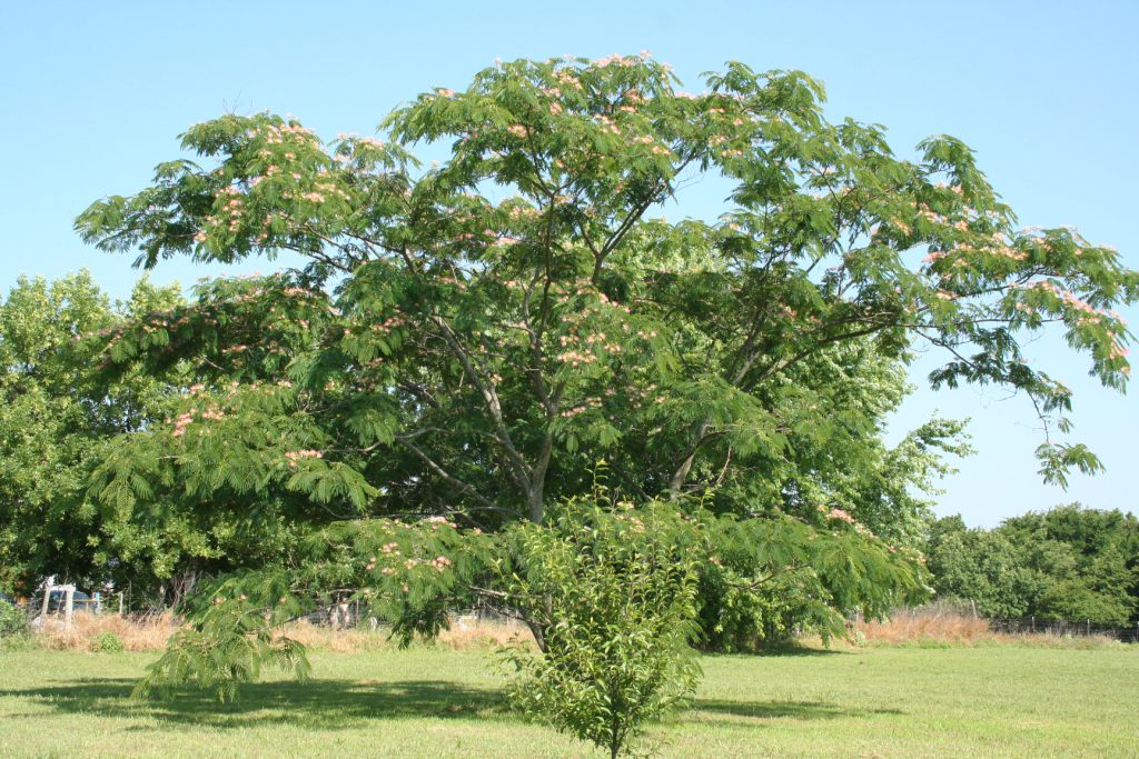 Big Mimosa Tree ~ Lifeofjoy.me