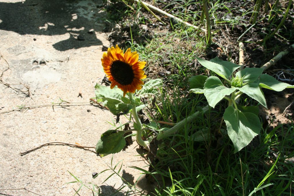 Odd but Pretty Sunflower ~ Lifeofjoy.me