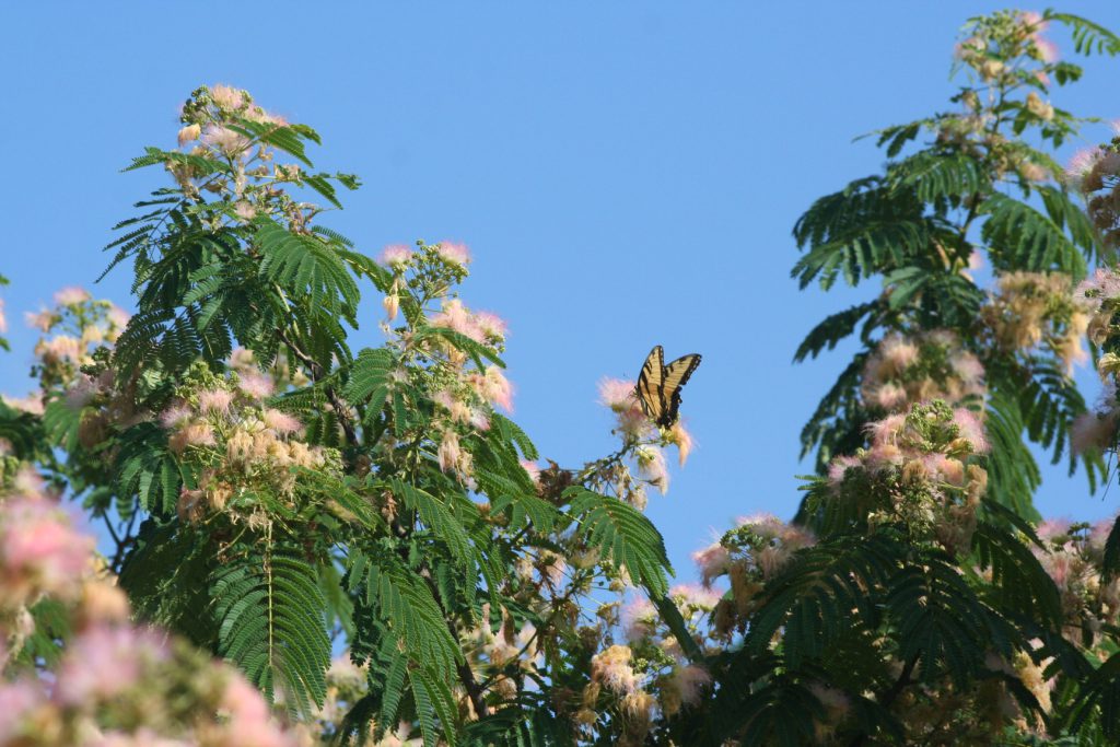 Mimosa & Butterfly ~ Lifeofjoy.me