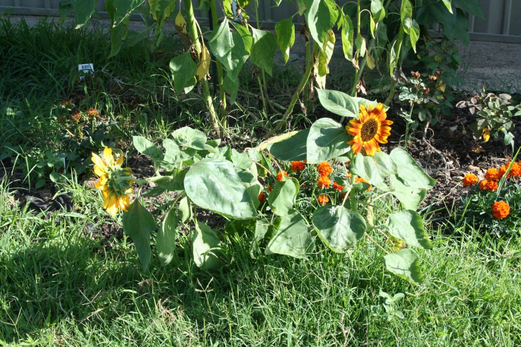 self-planted sunflowers ~ Lifeofjoy.me