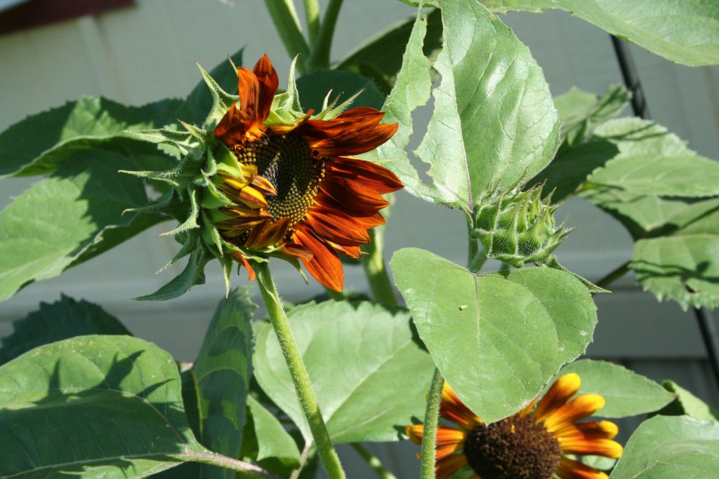 Unfurling sunflower and bud ~ Lifeofjoy.me
