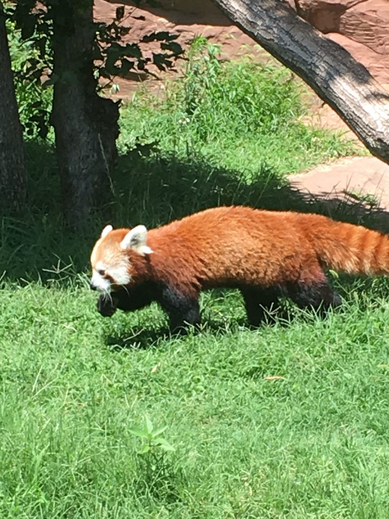 Red Panda ~ Lifeofjoy.me