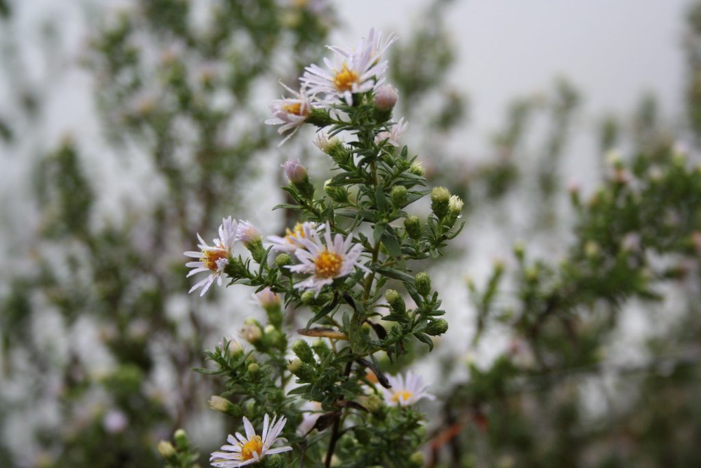 asters? buds and blooms ~ Lifeofjoy.me