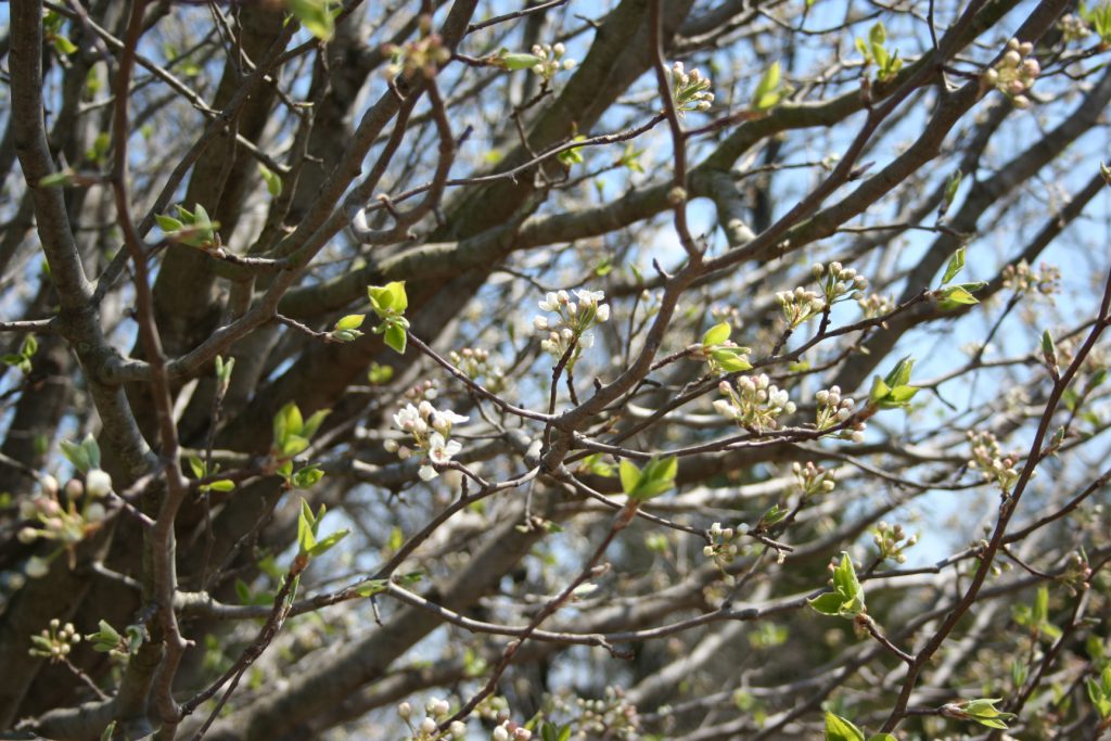 Spring Bradford Pear Tree ~ Lifeofjoy.e