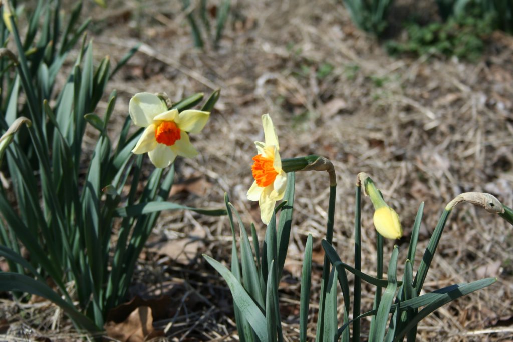 Daffodils are blooming ~ Lifeofjoy.me