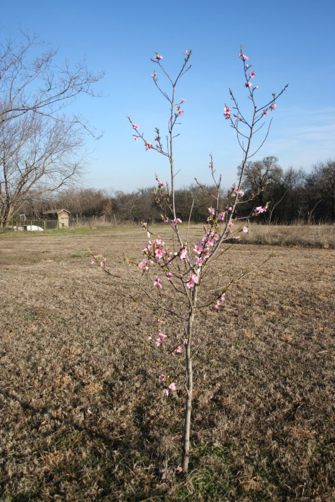 Blossoming Tiny Peach Tree ~ Lifeofjoy.me