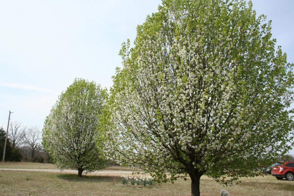 Bradford Pear Trees full bloom ~ Lifeofjoy.me