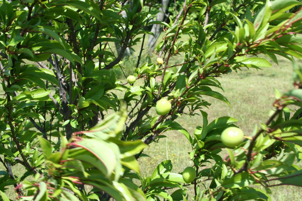 Shows plums growing on new tree.
